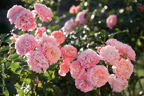 Pink Marie Curie rose bush in full blooming