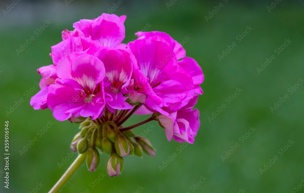 Obraz premium Closeup of a Bunch of Dark Pink Geranium Blooming in a Garden 