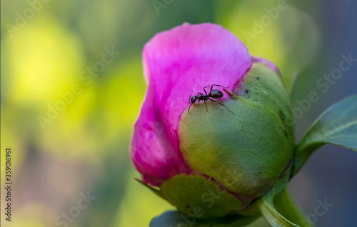 A Black Ant Eating the Nectar on a Pink Peony Bud