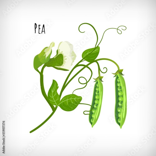 Hand drawn green pea plant, pea flowers, pea open pods, green leaves in flat style on white background. Lettering Pea. Hand drawn image.