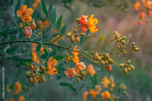 Colorful flowers
