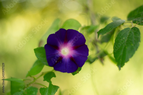 Colorful flowers