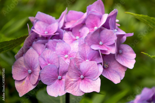 Close up of a beautiful flower in a park in Germany