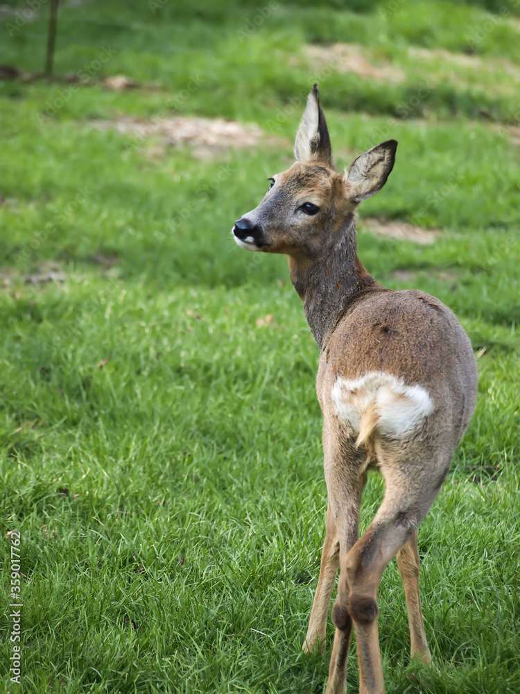 Obraz premium roe deer, standing on green grass