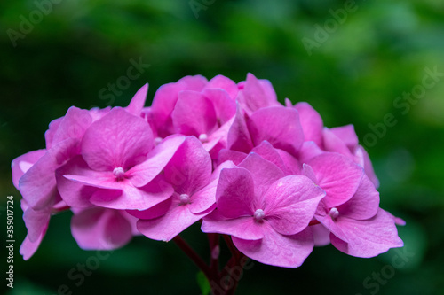 Close up of a beautiful flower in a park in Germany