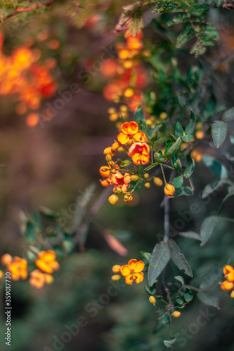 Colorful flowers