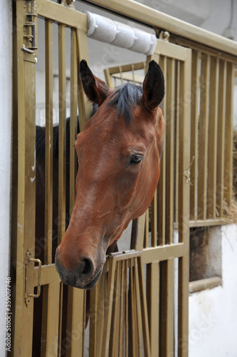 Portrait of horse in stall box.