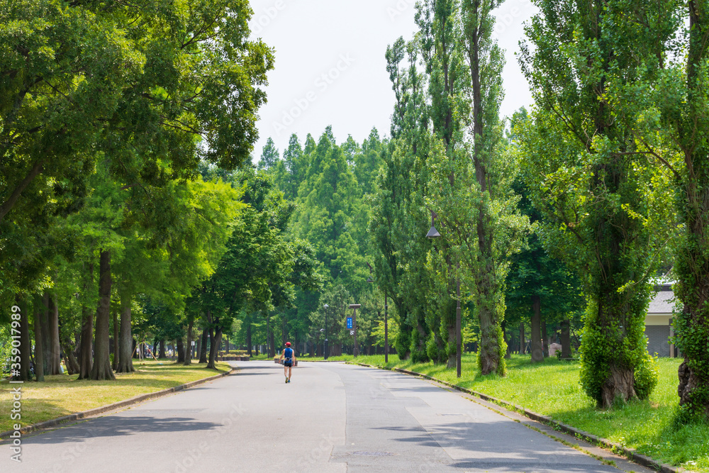 Obraz premium 緑豊かな水元公園
