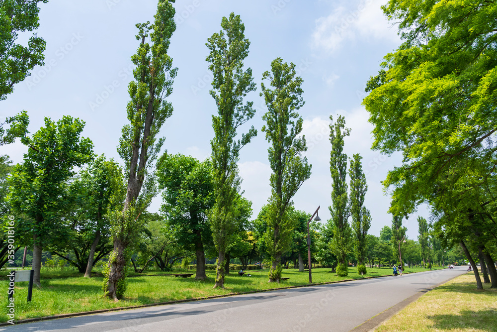 緑豊かな水元公園 緑豊かな水元公園