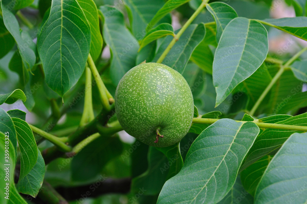 ripening walnut fruit on a tree in the garden. bottom view from the side of the tail of the fetus