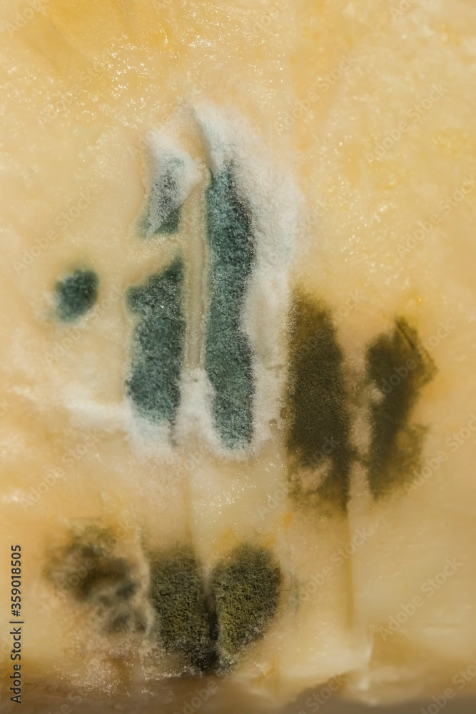 Foto de Mold on cheese. Old blue cheese. Macro photo. The cheese has