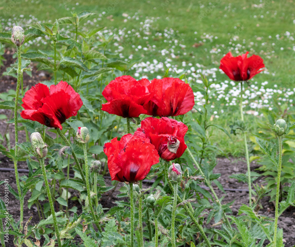 Obraz premium Red poppies in the field