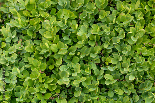 Green Boxwood for Background.