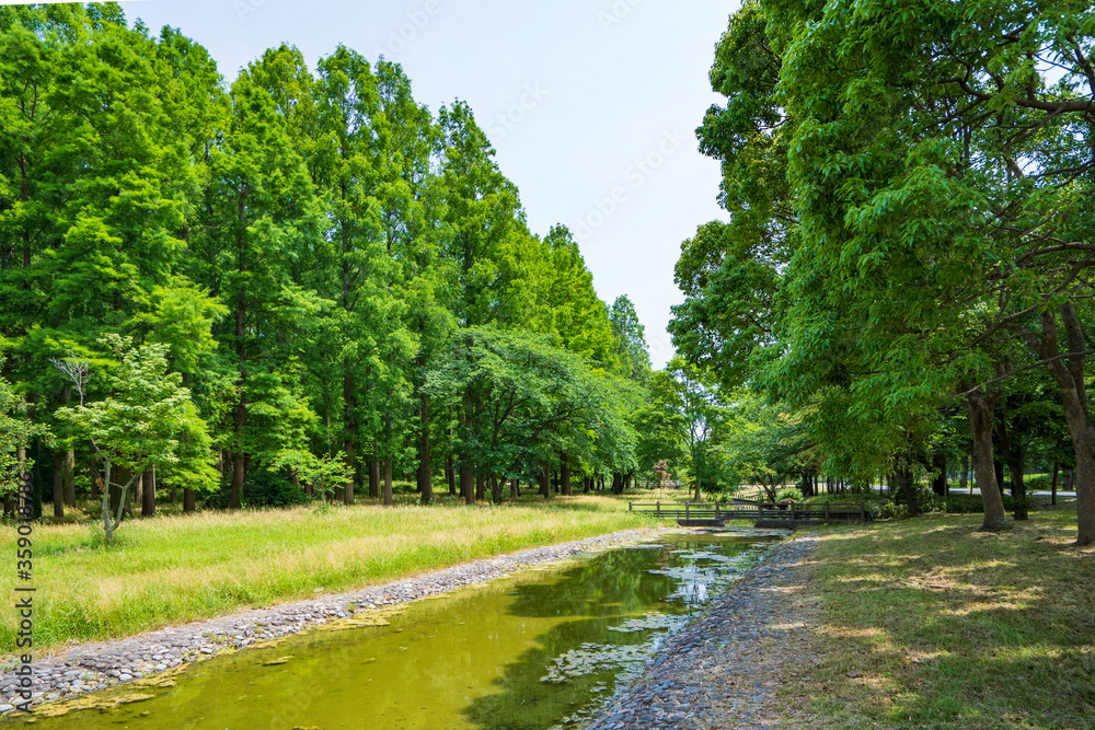緑豊かな水元公園 緑豊かな水元公園