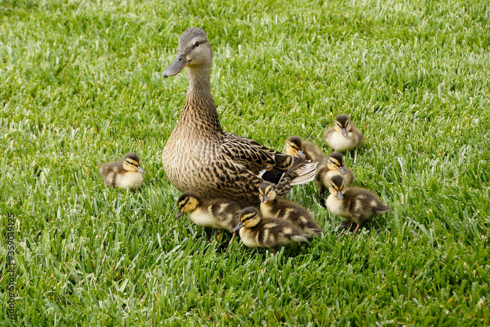 A female (hen) mallard duck watches over her brood of eight small ducklings in Southern California, United States