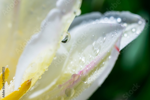 Beautiful tender white tulip flower on green background. Close up botanical photo with shining water droplet