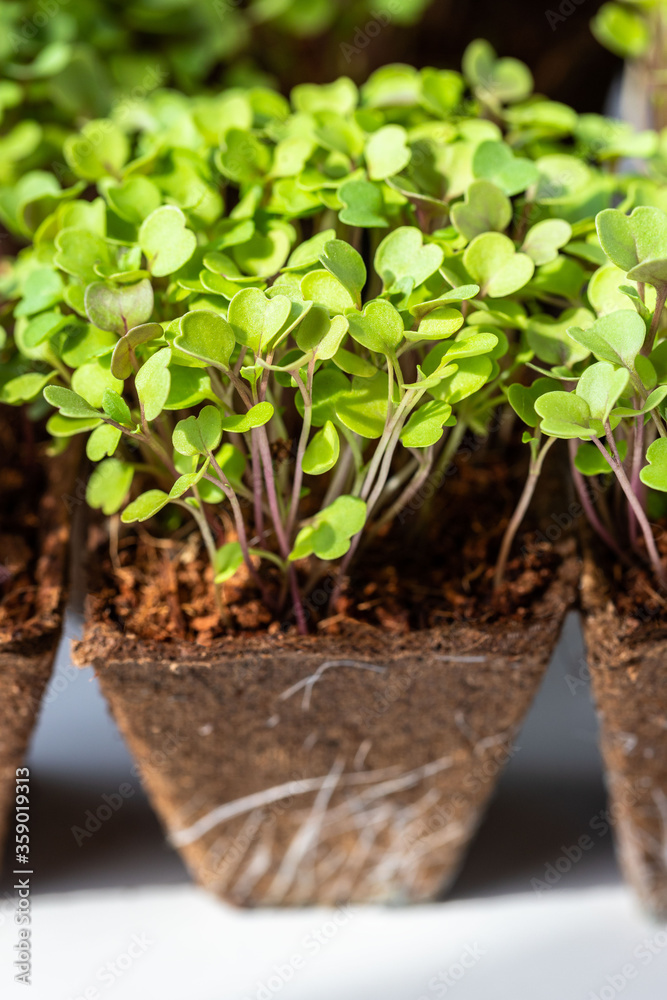 Close up of young green sprouts arugula with roots in biodegradable peat pot for seedling, ready for transplanting. Gardening, growing in hotbed, summer planting. New life plant. Close up of young green sprouts arugula with roots in biodegradable peat pot for seedling, ready for transplanting. Gardening, growing in hotbed, summer planting. New life plant.