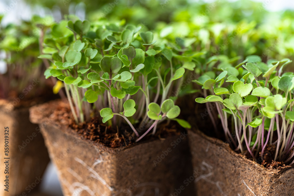 Close up of young green sprouts arugula with roots in biodegradable peat pot for seedling, ready for transplanting. Gardening, growing in hotbed, summer planting. New life plant. Close up of young green sprouts arugula with roots in biodegradable peat pot for seedling, ready for transplanting. Gardening, growing in hotbed, summer planting. New life plant.