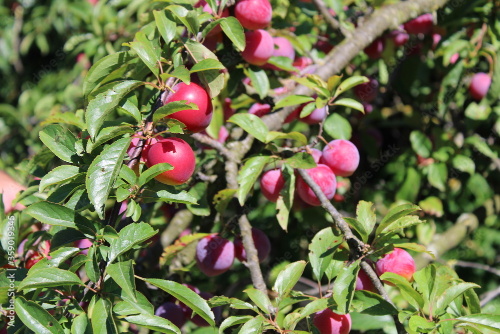 immature Common plum(Prunus domestica) fruit on plum tree