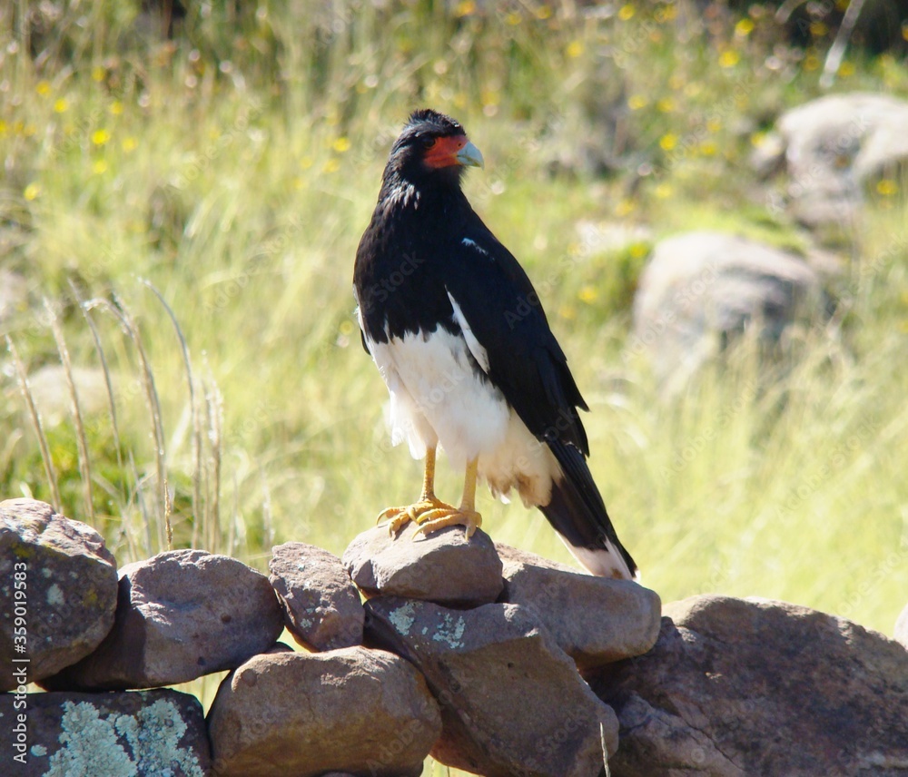 Fototapeta premium Mountain caracara (Phalcoboenus megalopterus) on Taquile Island (Lake Titicaca, Peru)