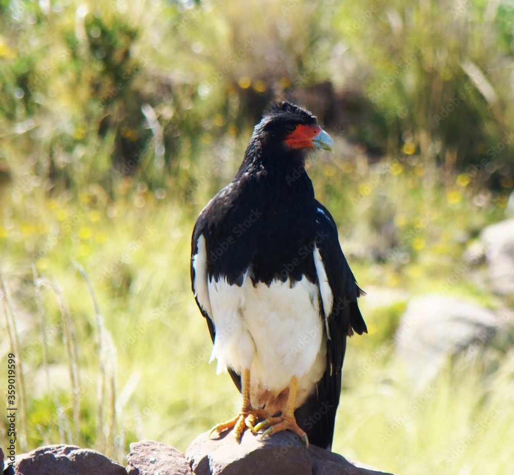 Obraz premium Mountain caracara (Phalcoboenus megalopterus) on Taquile Island (Lake Titicaca, Peru)
