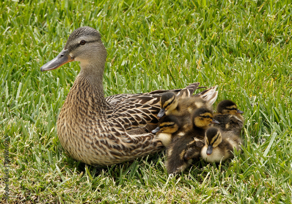 Female (hen) mallard duck and ducklings nestled close together while resting in grass, Southern California, United States Female (hen) mallard duck and ducklings nestled close together while resting in grass, Southern California, United States