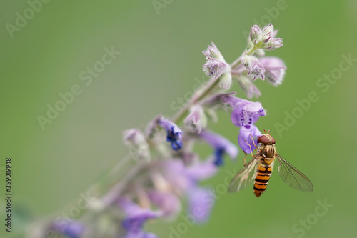 Episyrphus balteatus, marmalade hoverfly. The insect drinks nectar from a flower © aRTI01
