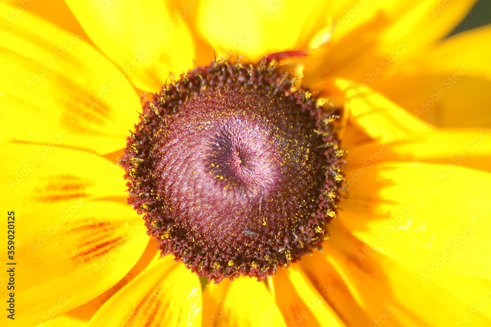 Obraz premium Yellow flower and butterfly.