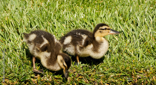 Mallard ducklings with crops full of stored food foraging in grass, Southern California, United States
