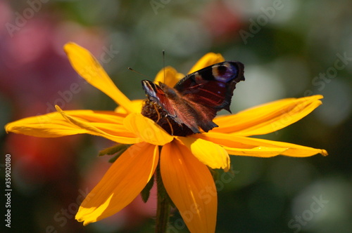Yellow flower and butterfly.