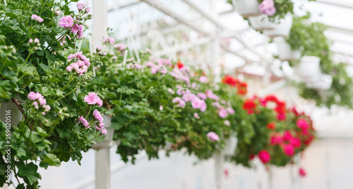 Collection of miniature roses in greenhouse. Pink and red potted flowers hanging from ceiling