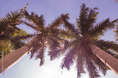 tall palm trees against the sky with clouds