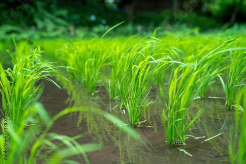 田植えが終わった田んぼ