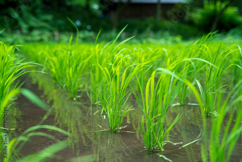 田植えが終わった田んぼ