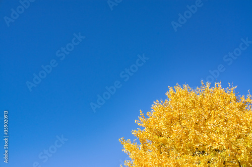 秋のイチョウと青空