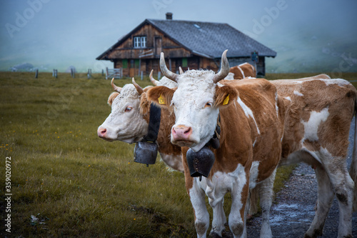 Kühe in den Schweizer Bergen