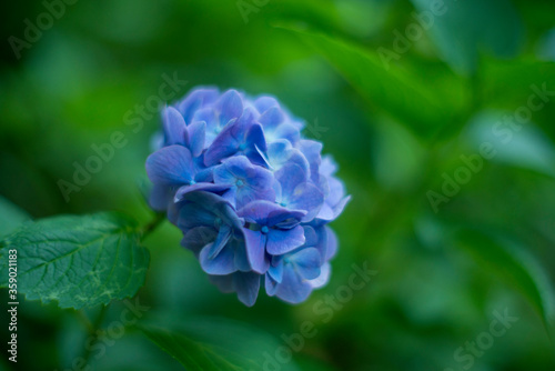 Hydrangea blooming in the rainy season 