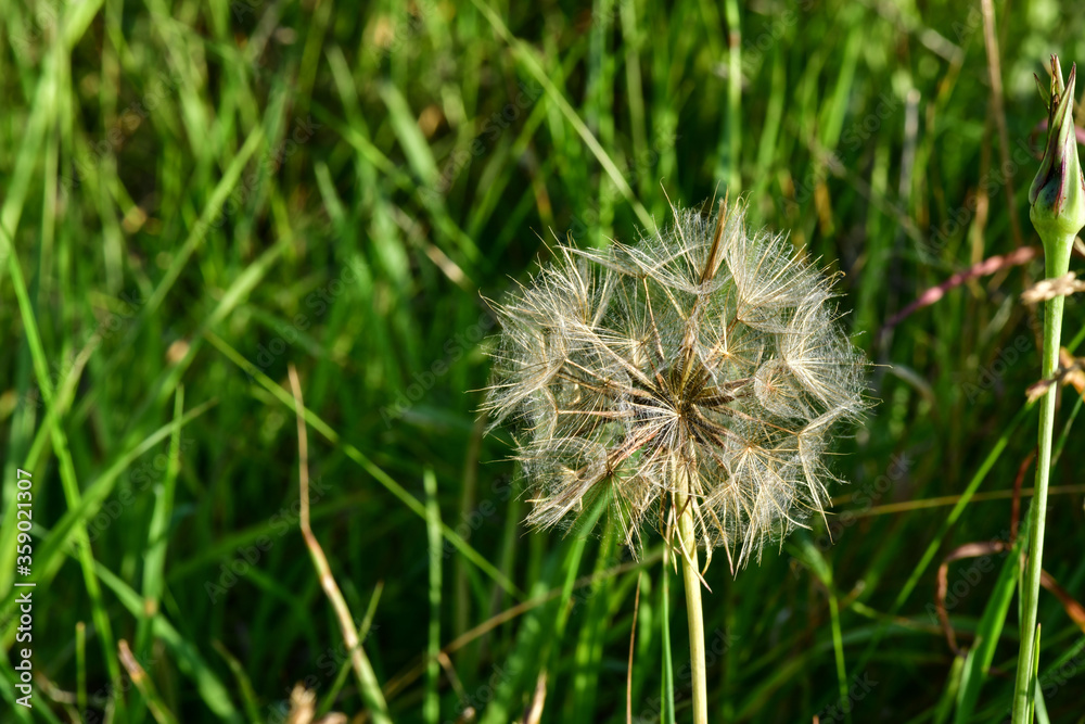 Fototapeta premium dandelion head in grass
