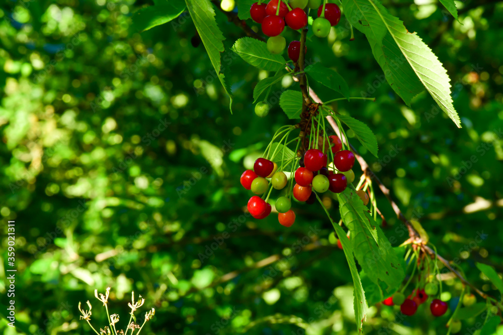sweet red ripe cherries on the branches of a tree sweet red ripe cherries on the branches of a tree
