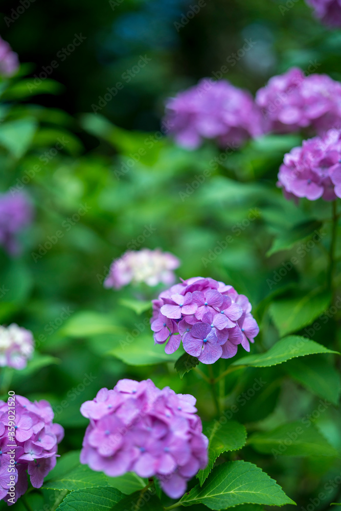 Hydrangea blooming in the rainy season
Hydrangea blooming in the rainy season