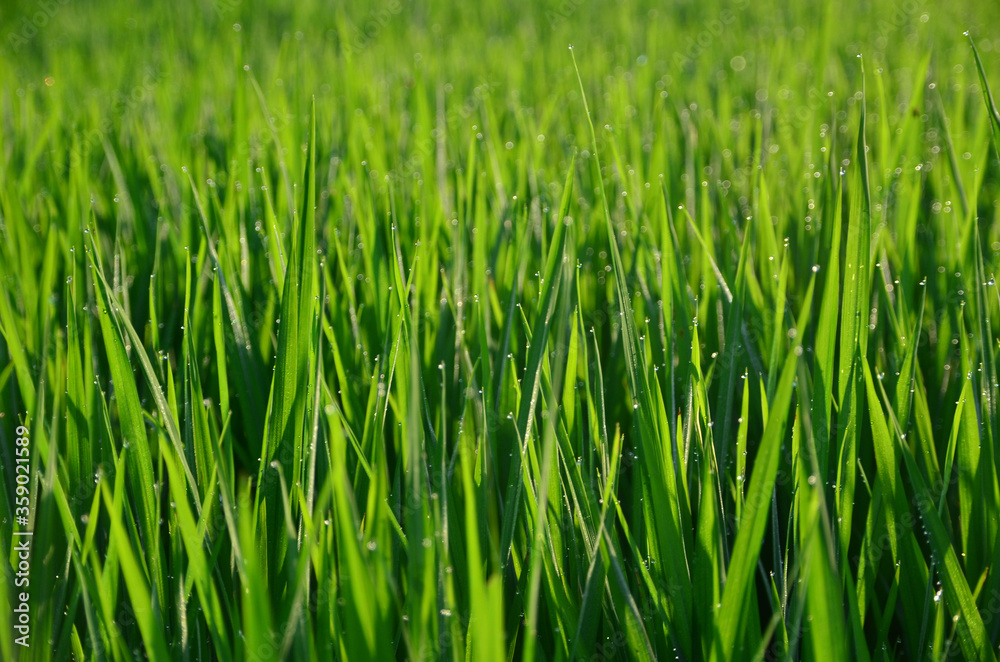 A morning dew drop on paddy leaves at Ubud, Bali, Indonesia. A morning dew drop on paddy leaves at Ubud, Bali, Indonesia.