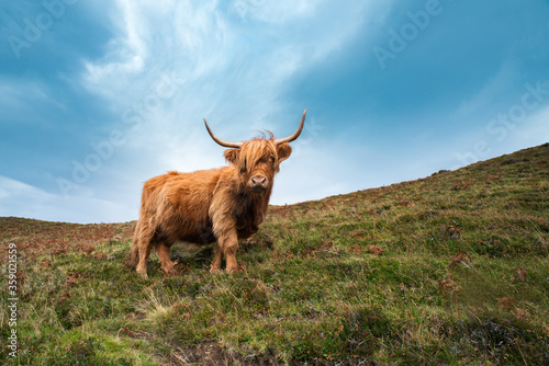 Wallpaper Mural Highland cow with big sky Torontodigital.ca