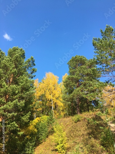 autumn in the forest