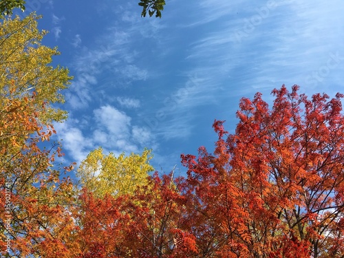 colorful autumn leaves on blue sky