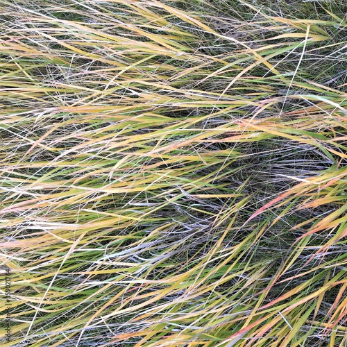 close up of a grass