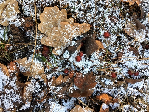 fallen leaves covered with the first snow