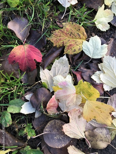 colorful autumn leaves on the ground