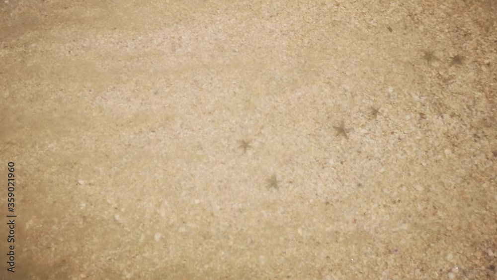 Cute Starfish Wash Up by Waves under Clear Water on Golden Sand Beach Cute Starfish Wash Up by Waves under Clear Water on Golden Sand Beach