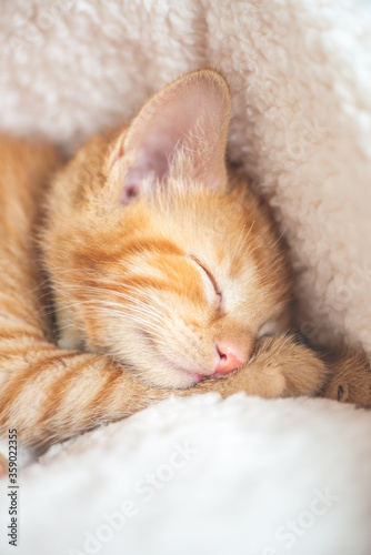 Cute little ginger kitten in the collar sleeps on white soft cat bedding