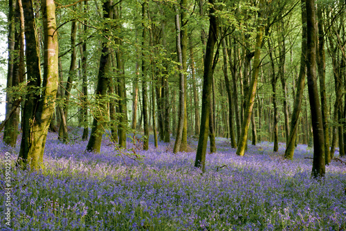 Bluebells in Clogreanne Wood outside Carlow Town.